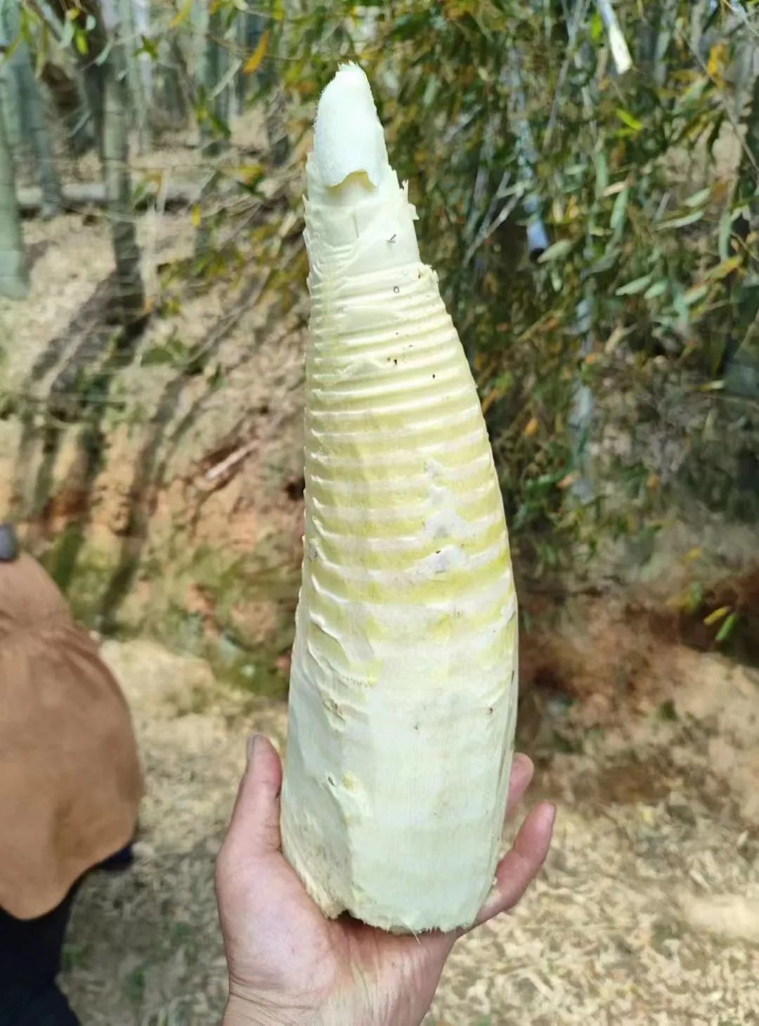 ΢ňDƬDƬ